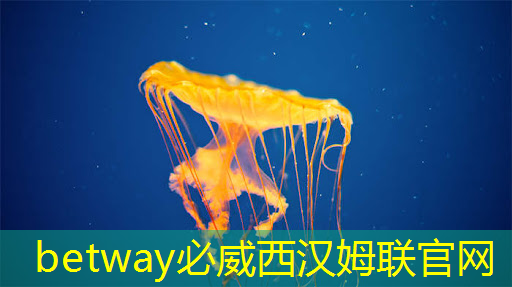 数拓智慧商显:探索未来商业可视化的无限可能 数拓智慧商显:探索未来商业可视化的无限可能